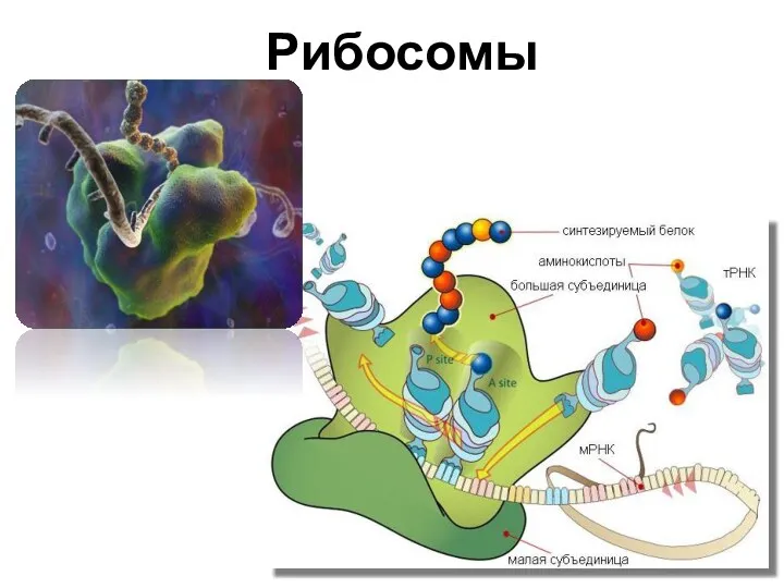 Рибосомы