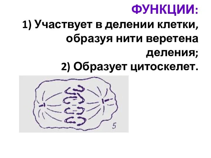 ФУНКЦИИ: 1) Участвует в делении клетки, образуя нити веретена деления; 2) Образует цитоскелет.