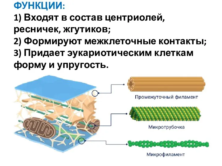 ФУНКЦИИ: 1) Входят в состав центриолей, ресничек, жгутиков; 2) Формируют