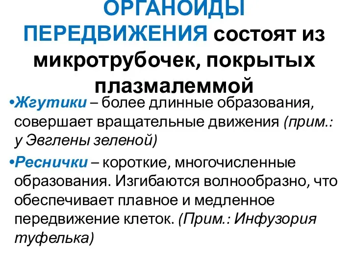 ОРГАНОИДЫ ПЕРЕДВИЖЕНИЯ состоят из микротрубочек, покрытых плазмалеммой Жгутики – более