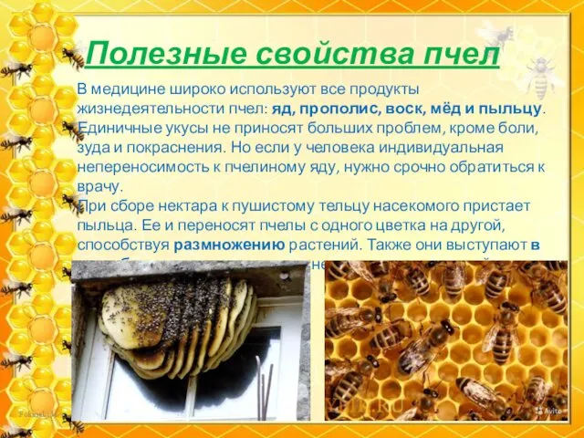 Полезные свойства пчел В медицине широко используют все продукты жизнедеятельности