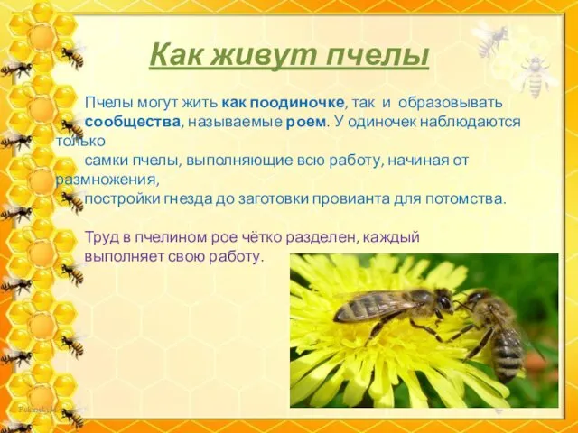 Как живут пчелы Пчелы могут жить как поодиночке, так и