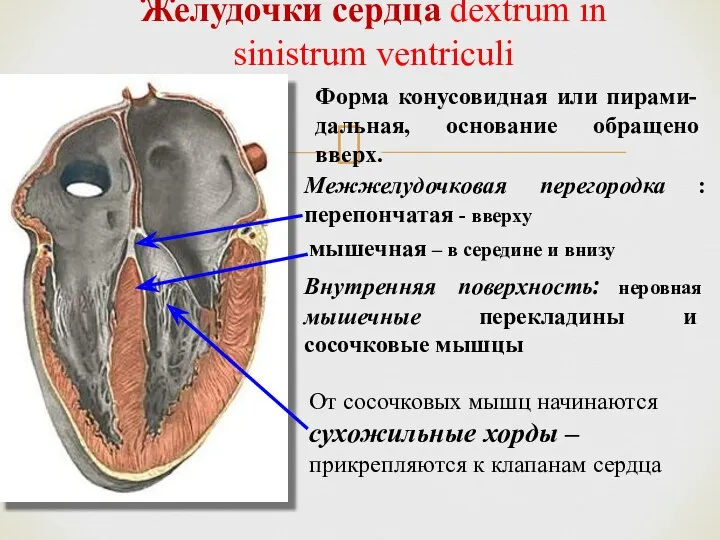 Желудочки сердца dextrum in sinistrum ventriculi Межжелудочковая перегородка : перепончатая