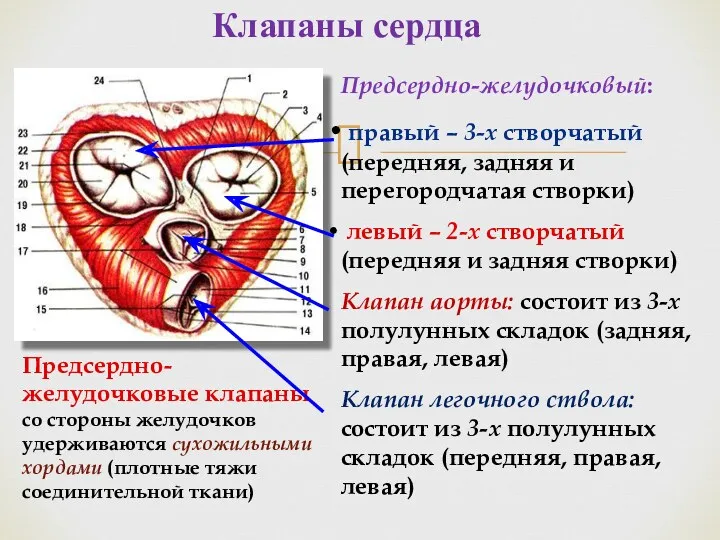 Клапаны сердца Предсердно-желудочковый: правый – 3-х створчатый (передняя, задняя и перегородчатая створки) левый