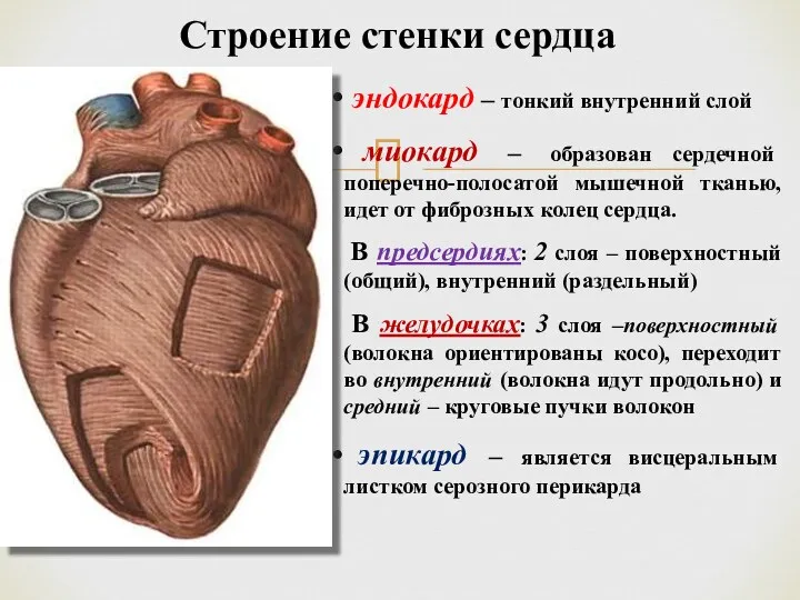 Строение стенки сердца эндокард – тонкий внутренний слой миокард – образован сердечной поперечно-полосатой