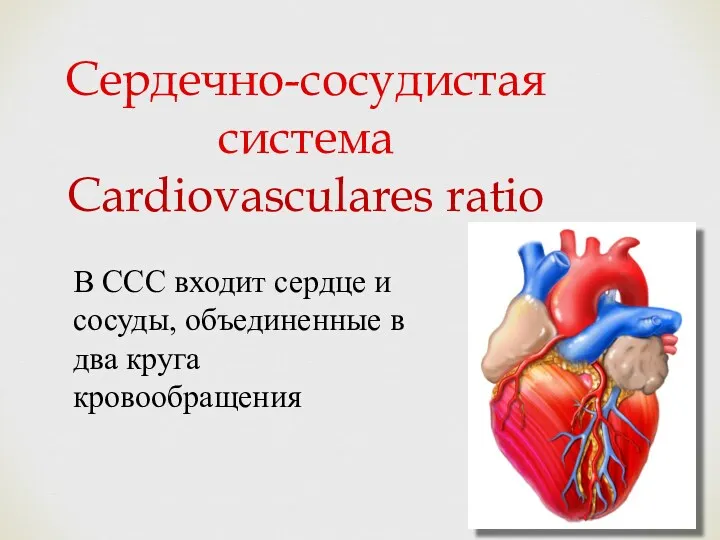 Сердечно-сосудистая система Cardiovasculares ratio В ССС входит сердце и сосуды, объединенные в два круга кровообращения