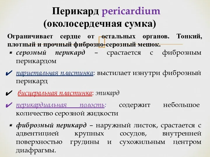 Перикард pericardium (околосердечная сумка) Ограничивает сердце от остальных органов. Тонкий,