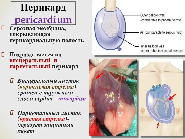 Перикард pericardium Серозная мембрана, покрывающая перикардиальную полость Подразделяется на висцеральный