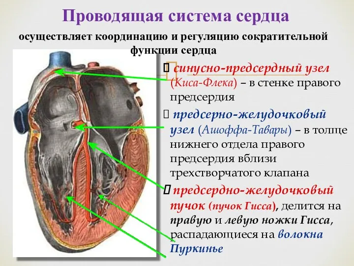Проводящая система сердца синусно-предсердный узел (Киса-Флека) – в стенке правого предсердия предсерно-желудочковый узел
