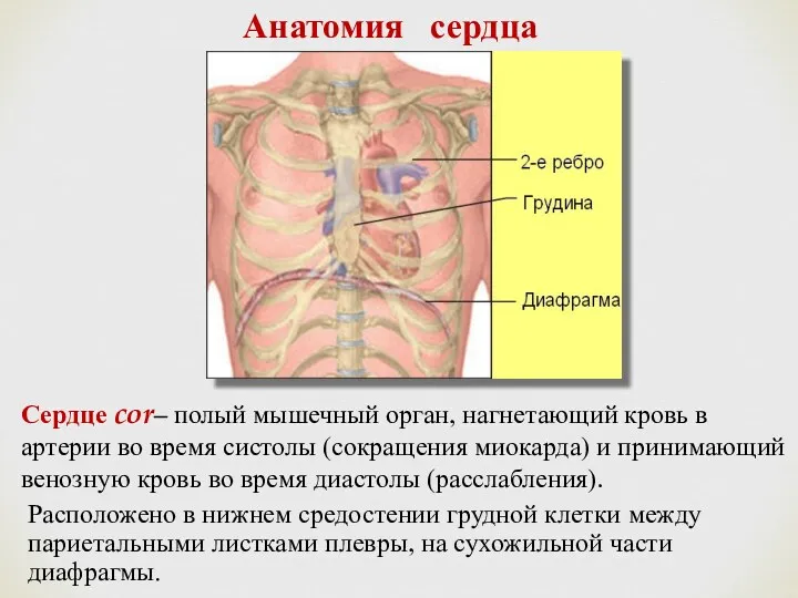 Анатомия сердца Сердце cor– полый мышечный орган, нагнетающий кровь в артерии во время