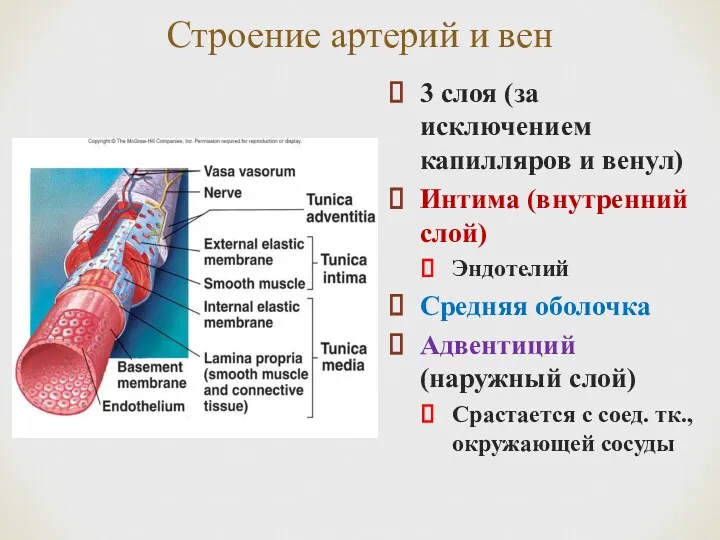 Строение артерий и вен 3 слоя (за исключением капилляров и венул) Интима (внутренний
