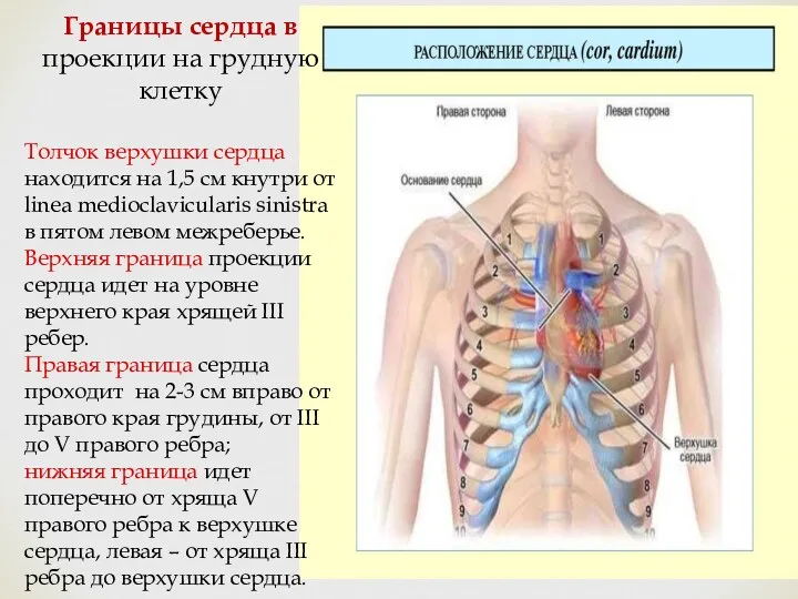 Границы сердца в проекции на грудную клетку Толчок верхушки сердца