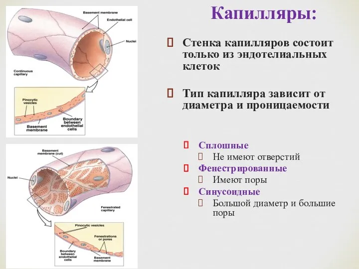 Капилляры: Стенка капилляров состоит только из эндотелиальных клеток Тип капилляра зависит от диаметра