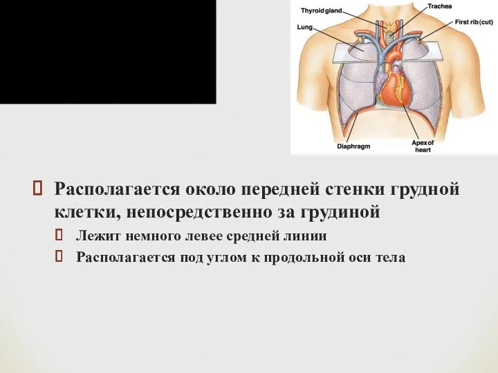 Сердце Располагается около передней стенки грудной клетки, непосредственно за грудиной Лежит немного левее