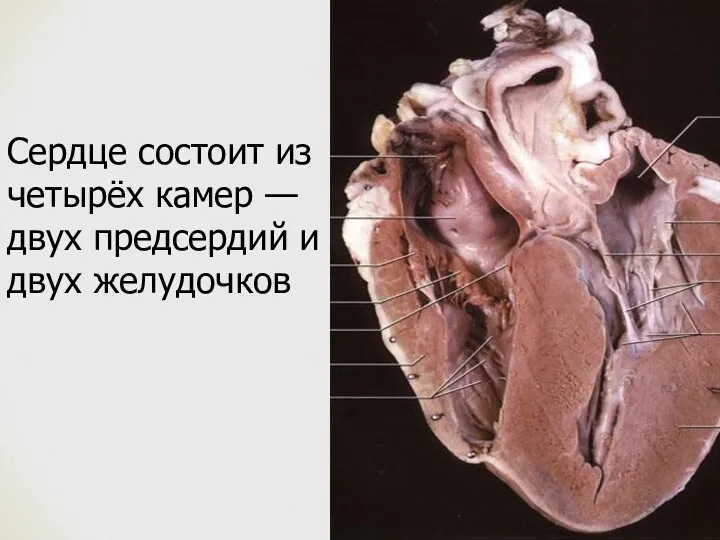 Сердце состоит из четырёх камер — двух предсердий и двух желудочков