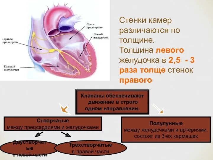 Стенки камер различаются по толщине. Толщина левого желудочка в 2,5