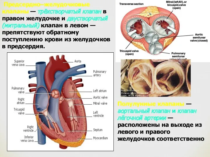 Предсердно–желудочковые клапаны — трёхстворчатый клапан в правом желудочке и двустворчатый (митральный) клапан в