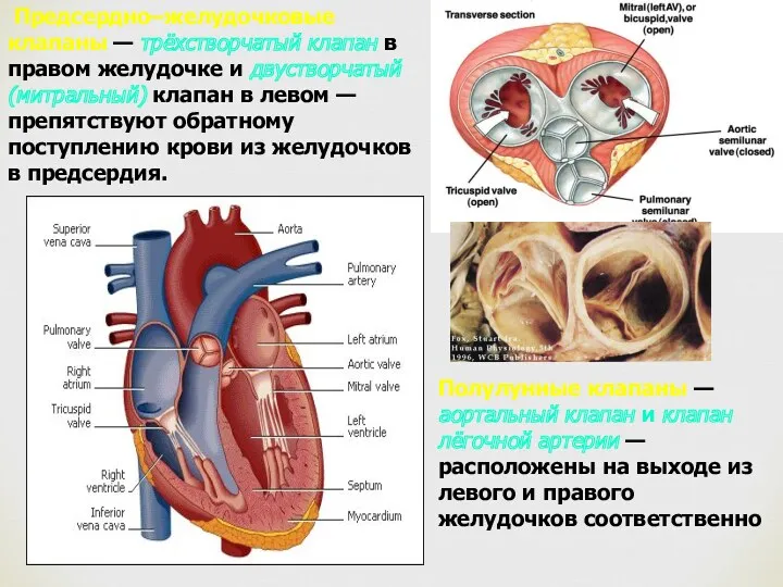 Предсердно–желудочковые клапаны — трёхстворчатый клапан в правом желудочке и двустворчатый