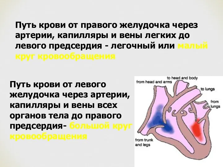 Путь крови от правого желудочка через артерии, капилляры и вены легких до левого