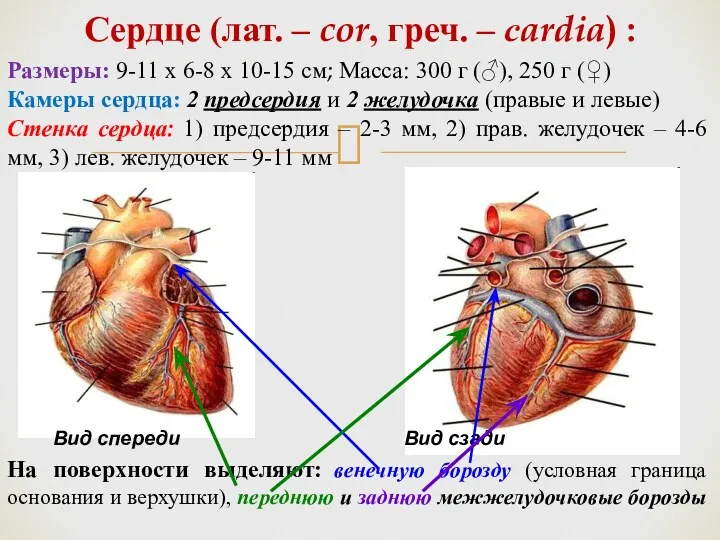 Сердце (лат. – cor, греч. – сardia) : Вид спереди Размеры: 9-11 х