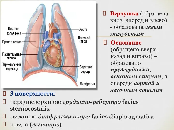 3 поверхности: передневерхнюю грудинно-реберную facies sternocostalis, нижнюю диафрагмальную facies diaphragmatica левую (легочную) Верхушка