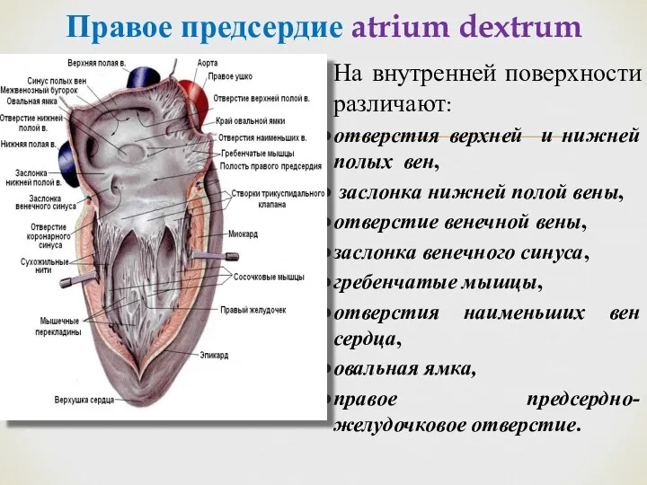 Правое предсердие atrium dextrum На внутренней поверхности различают: отверстия верхней