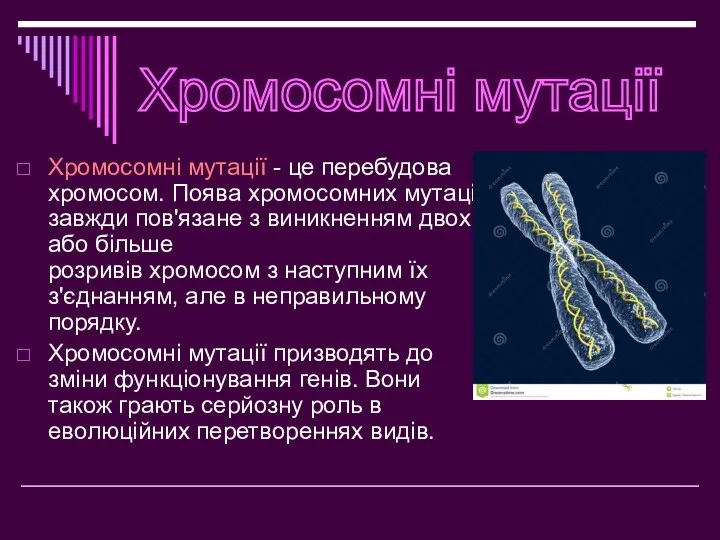 Хромосомні мутації - це перебудова хромосом. Поява хромосомних мутацій завжди
