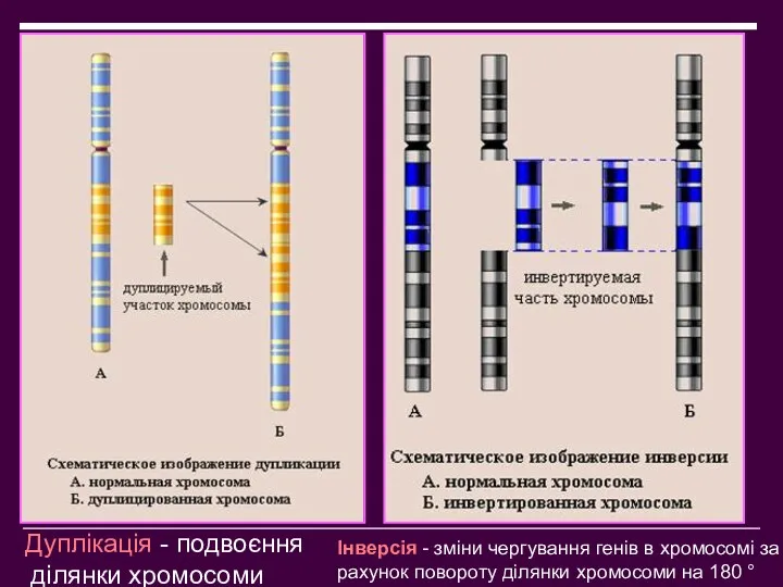 Дуплікація - подвоєння ділянки хромосоми Інверсія - зміни чергування генів