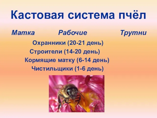 Кастовая система пчёл Матка Рабочие Трутни Охранники (20-21 день) Строители