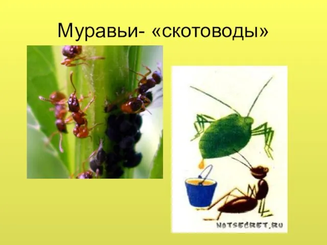 Муравьи- «скотоводы»