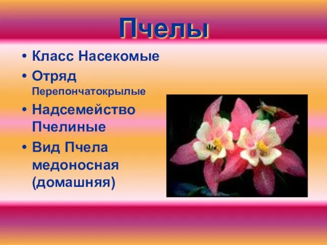 Пчелы Класс Насекомые Отряд Перепончатокрылые Надсемейство Пчелиные Вид Пчела медоносная (домашняя)