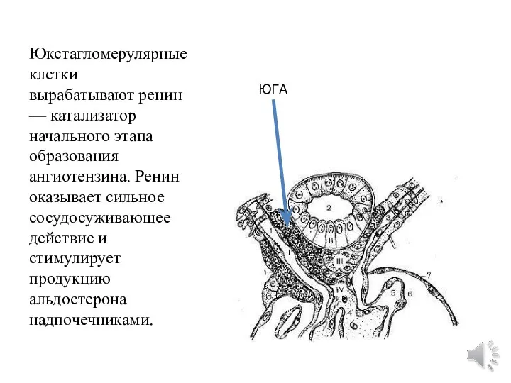 Юкстагломерулярные клетки вырабатывают ренин — катализатор начального этапа образования ангиотензина.