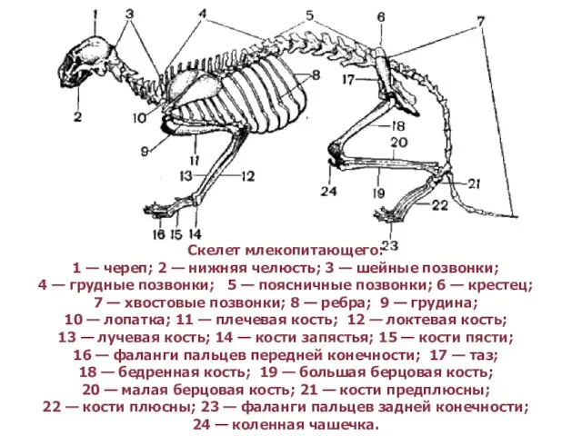 Скелет млекопитающего: 1 — череп; 2 — нижняя челюсть; 3