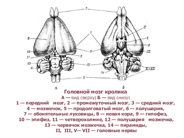 Головной мозг кролика А — вид сверху; Б — вид