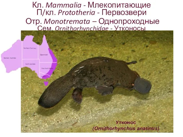 Кл. Mammalia - Млекопитающие П/кл. Prototheria - Первозвери Отр. Monotremata