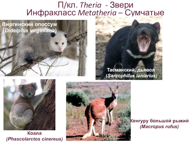 П/кл. Theria - Звери Инфракласс Metatheria – Сумчатые Виргинский опоссум