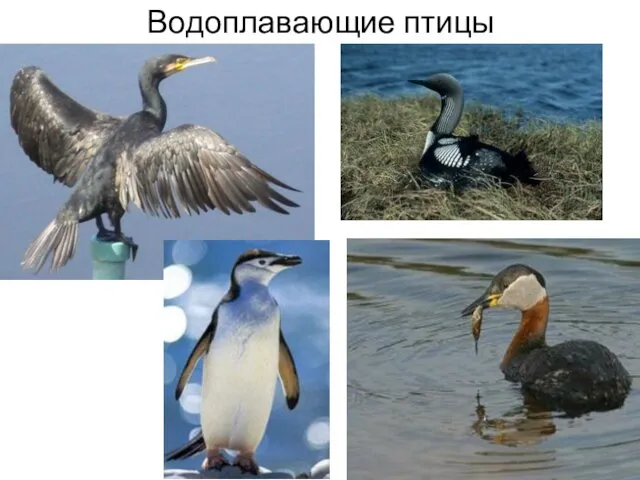 Водоплавающие птицы