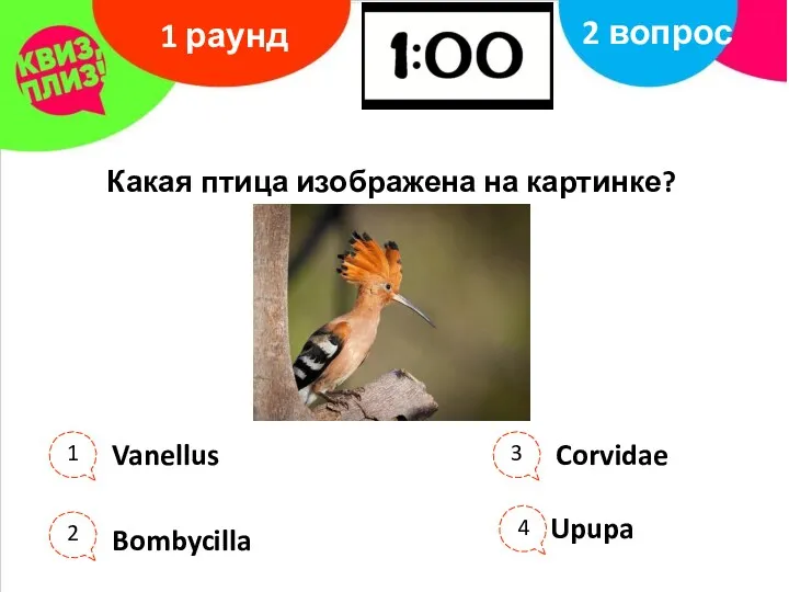 Где 1 раунд 2 вопрос Какая птица изображена на картинке? Vanellus Bombycilla Corvidae Upupa