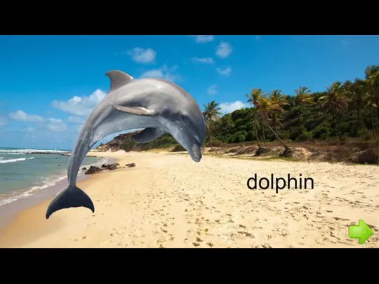 dolphin