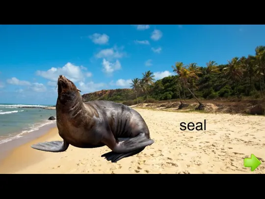 seal