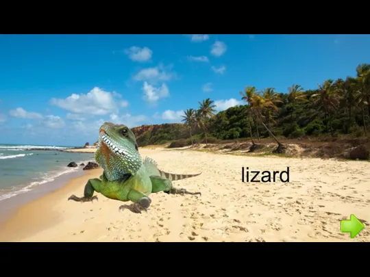 lizard