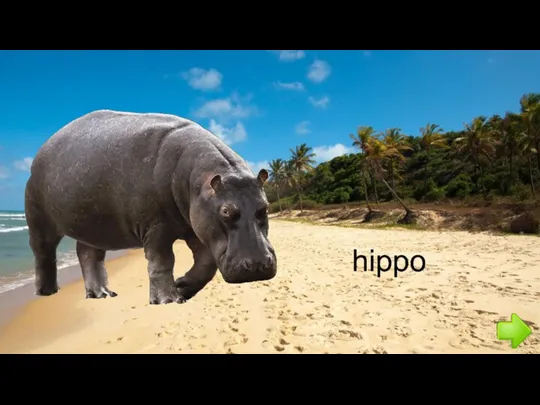 hippo