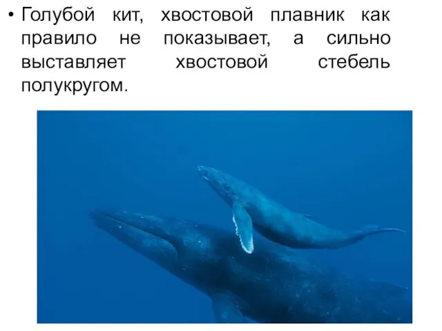Голубой кит, хвостовой плавник как правило не показывает, а сильно выставляет хвостовой стебель полукругом.