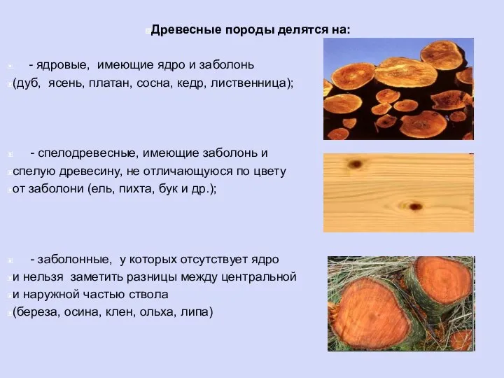 Древесные породы делятся на: - ядровые, имеющие ядро и заболонь (дуб, ясень, платан,