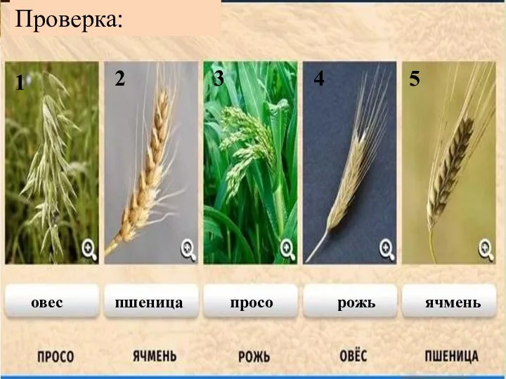 1 2 3 4 5 просо овес пшеница рожь ячмень Проверка: