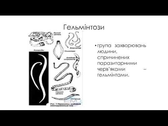 Гельмінтози група захворювань людини, спричинених паразитарними черв’яками – гельмінтами.