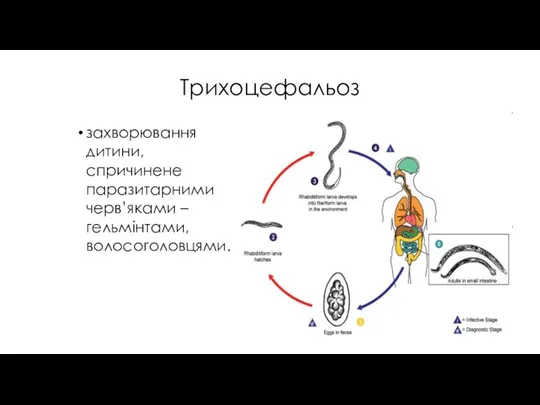 Трихоцефальоз захворювання дитини, спричинене паразитарними черв’яками – гельмінтами, волосоголовцями.