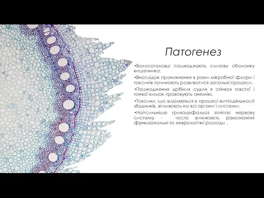 Патогенез Волосоголовці пошкоджують слизову оболонку кишечника. Внаслідок проникнення в рани