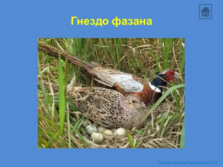 Гнездо фазана Учитель-логопед Новосёлова Ю.И.