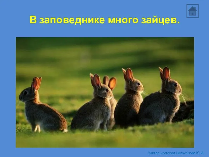 В заповеднике много зайцев. Учитель-логопед Новосёлова Ю.И.